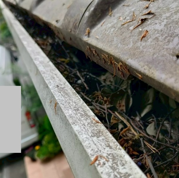 這樋の清掃前　落ち葉や枝が溜まった軒樋